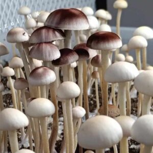 Cultivo Liquido de Micelio Panaeolus variedad: Mib Red Spore