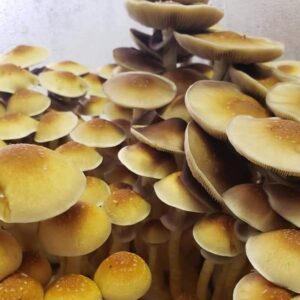 Cultivo Liquido de Micelio variedad: Golden Teacher