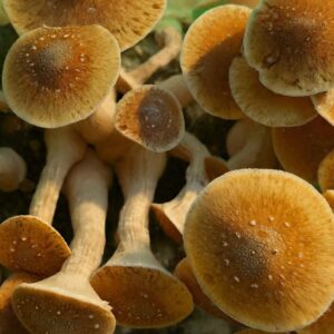 Cultivo Liquido de Micelio variedad TED (thai elephant dung)