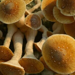 Cultivo Liquido de Micelio variedad TED (thai elephant dung)
