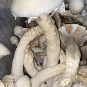 Cultivo Liquido de Micelio variedad: AA+