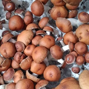 Cultivo Liquido de Micelio variedad Mr. Peanut