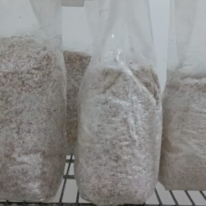 Grano colonizado variedad P.C Jack Frost