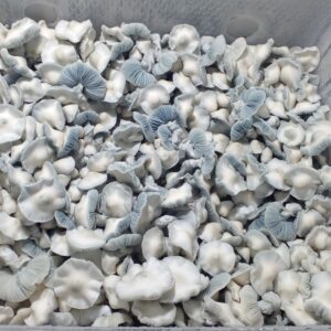 Cultivo Liquido de Micelio variedad: Jack Frost