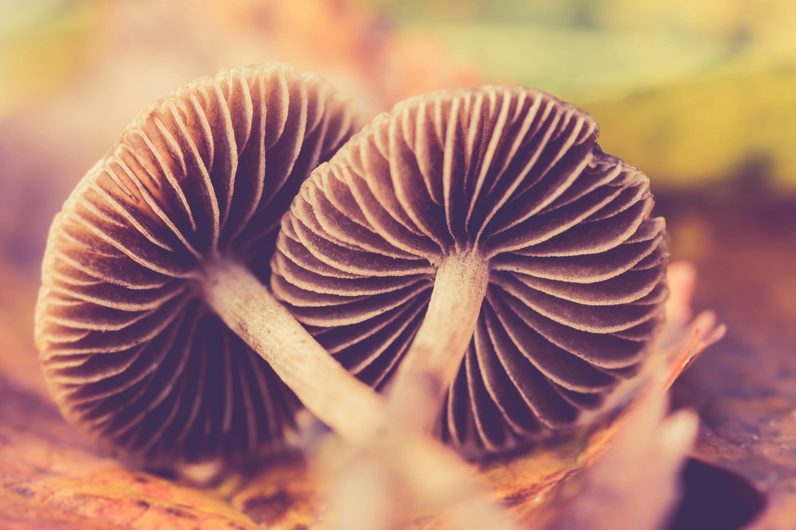 Detailed macro shot of two mushrooms showcasing delicate gills and natural textures.