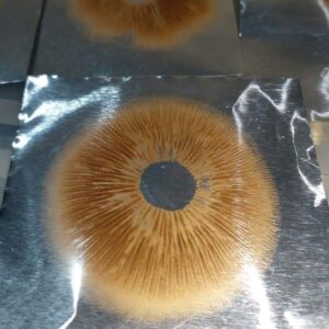 Impresiones de Esporas variedad P.C Golden Halo