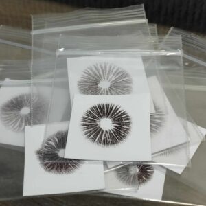 Impresiones de Esporas variedad Panaeolus Mib Red Spore