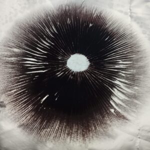 Impresión de Esporas variedad P.C  Makenaii