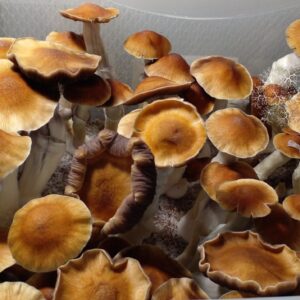 Cultivo Liquido de Micelio variedad P.C Trinity