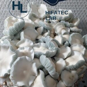 Bolsa Master ¨Ready-to-Grow¨ (3.5L) variedad Jack Frost