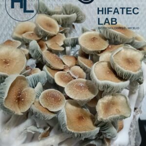 Bolsa Master ¨Ready-to-Grow¨ (3.5L) variedad TED  (Thai Elephant Dung)