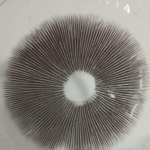 Impresiones de Esporas variedad P.C Natalensis