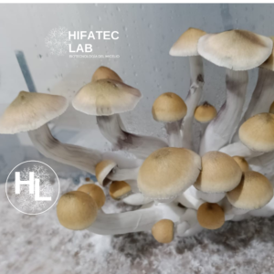 Cultivo Liquido de Micelio variedad P.C Aurelinn