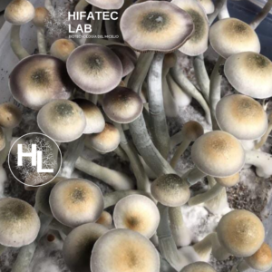 Cultivo Liquido de Micelio variedad P. Natalensis